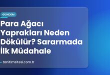 Para Ağacı Yaprakları Neden Dökülür? Sararmada İlk Müdahale