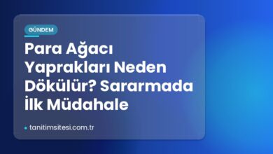 Para Ağacı Yaprakları Neden Dökülür? Sararmada İlk Müdahale