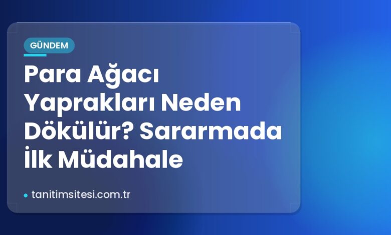 Para Ağacı Yaprakları Neden Dökülür? Sararmada İlk Müdahale Para Ağacı Yaprakları Neden Dökülür? Sararmada İlk Müdahale